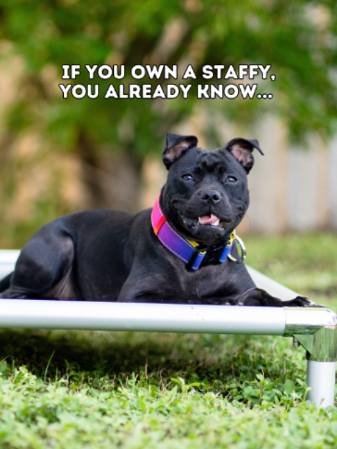 @Happy Staffy Co