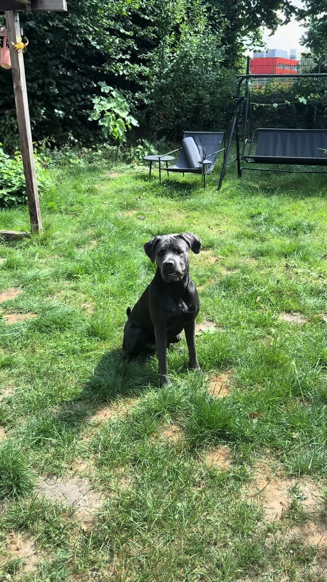 @Cane Corso Ayra 🐾