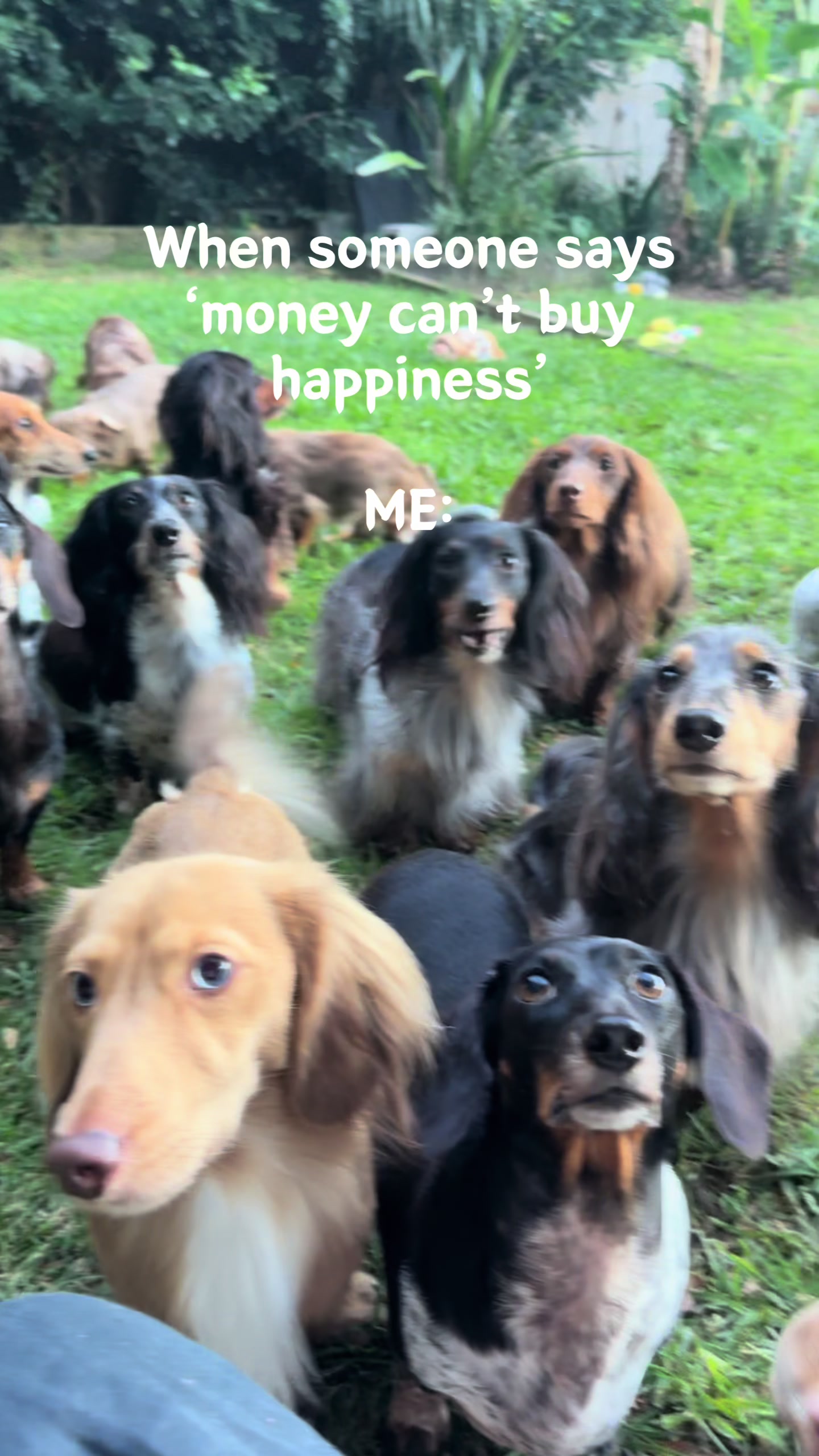 @ONATAH Dachshunds