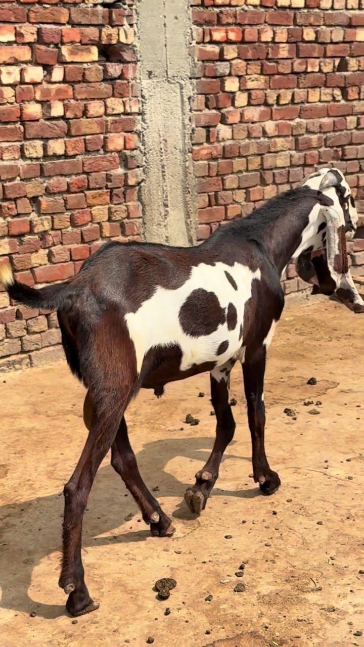 @Shiraz livestock