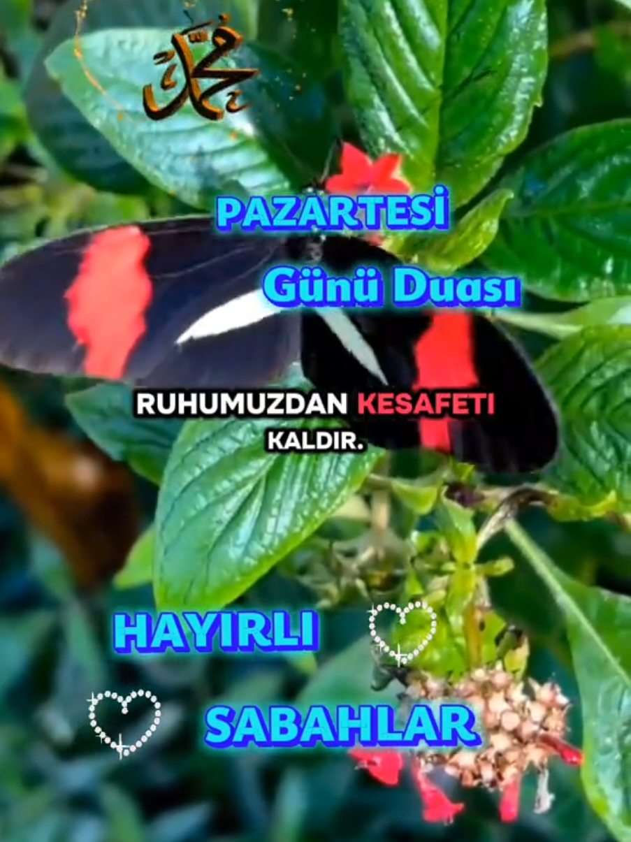 @☪️⃝🤍KIRGIN KALPLER☪️⃝🤍