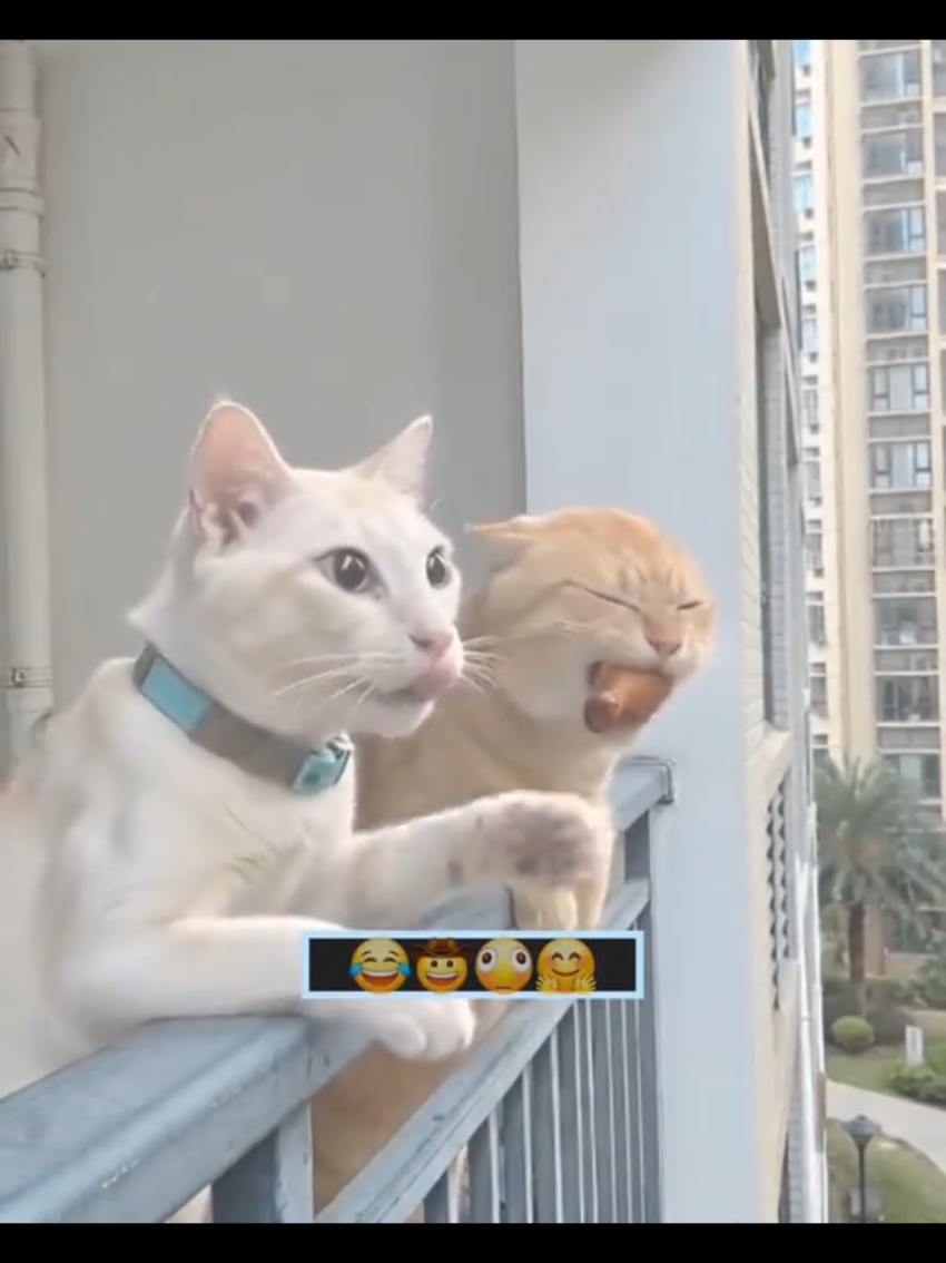 @Random Cat Stuff