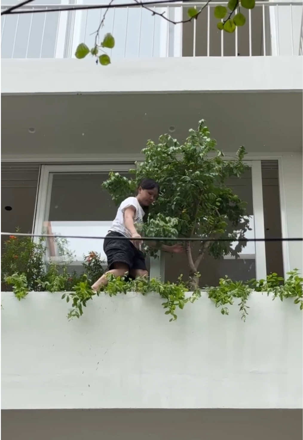 @Treeliti