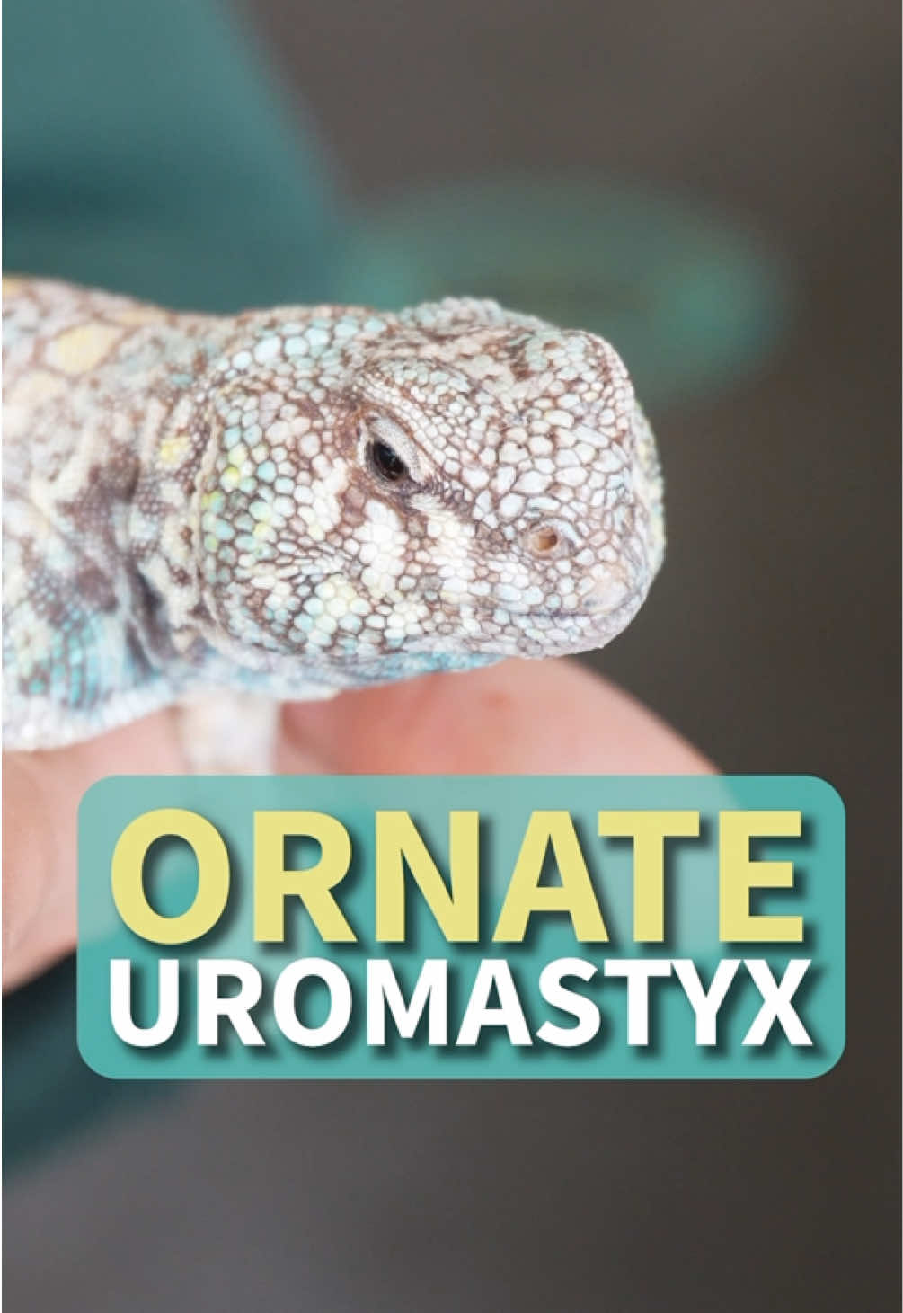 @All Reptiles
