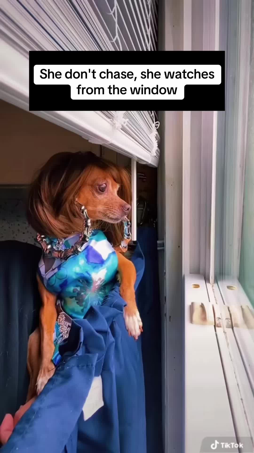 @_roxy_the_chihuahua