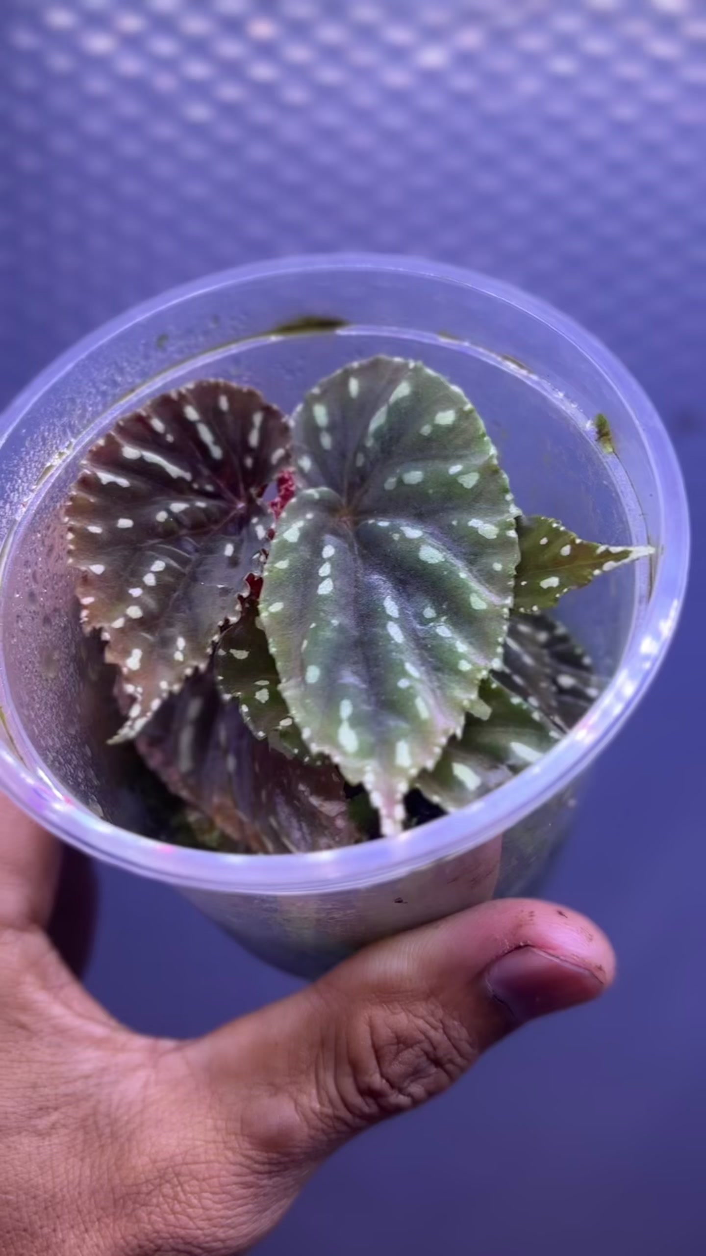 @Wildan Plantshop