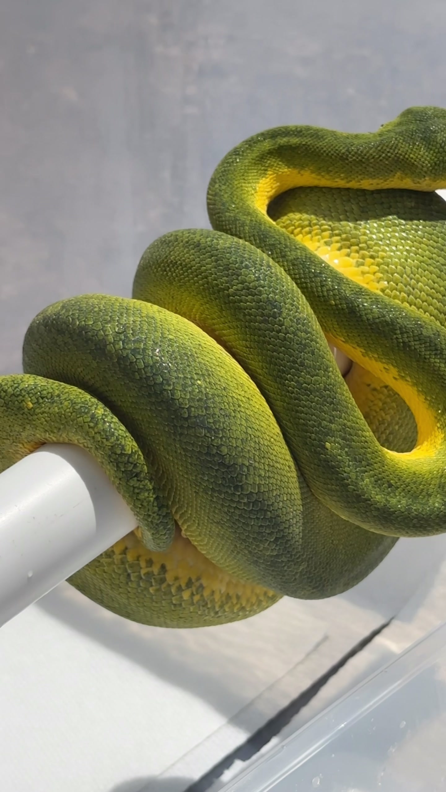 @A&L Reptiles