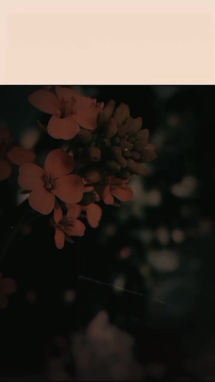 @@𝄟✮⃝humaira☆࿐:🦋⃟🦋⃟