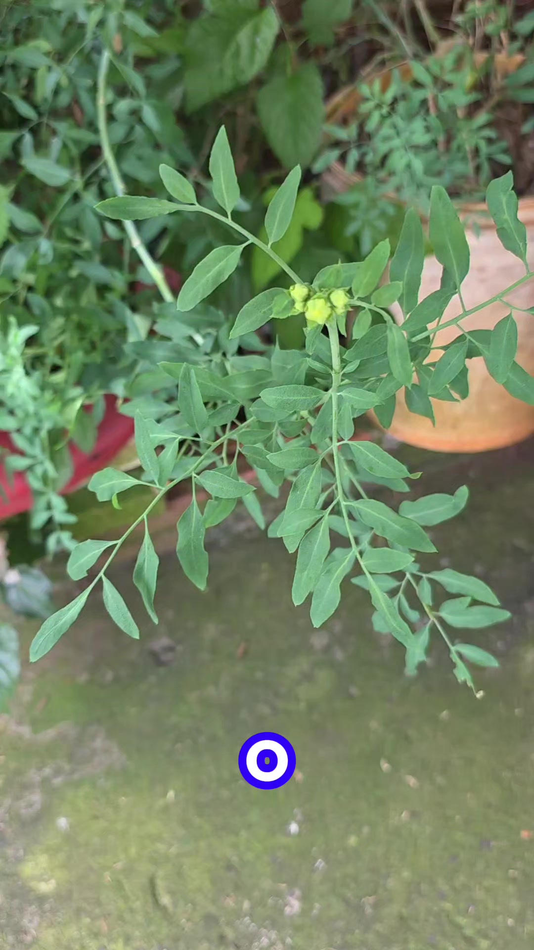 @Dicas e Receitas Naturais