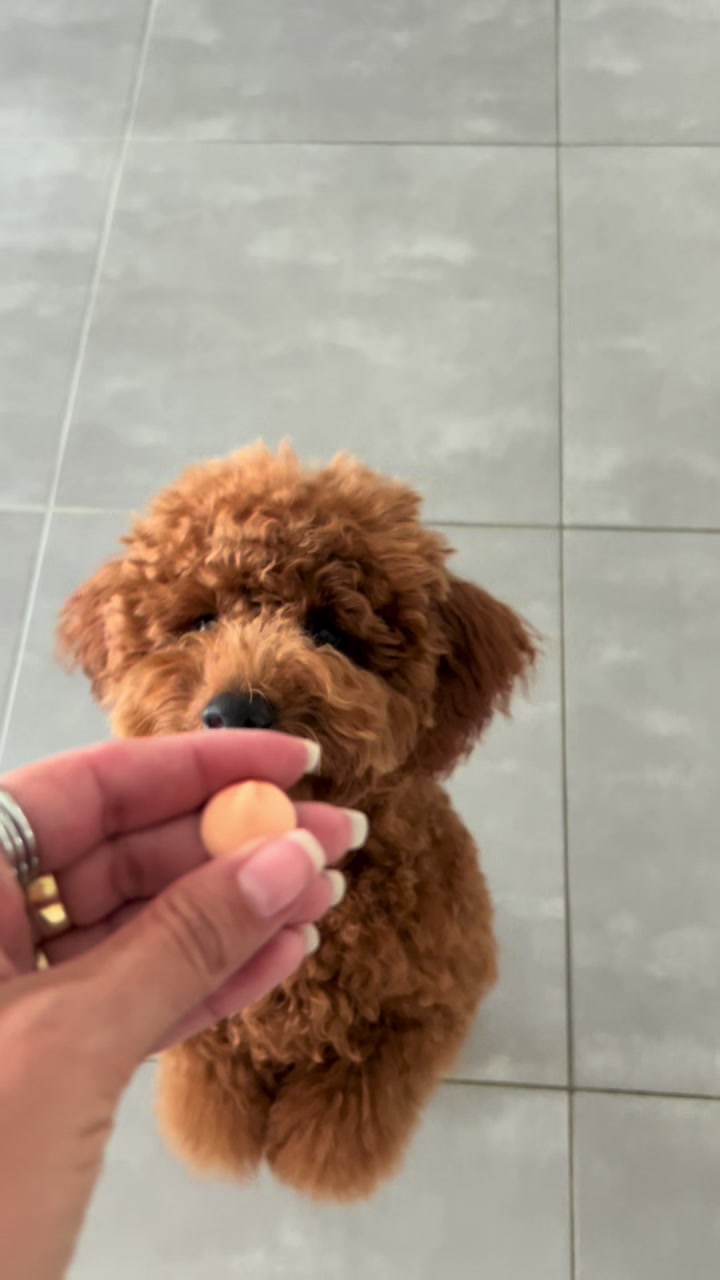 @Chiara e Rey 🐶🤎