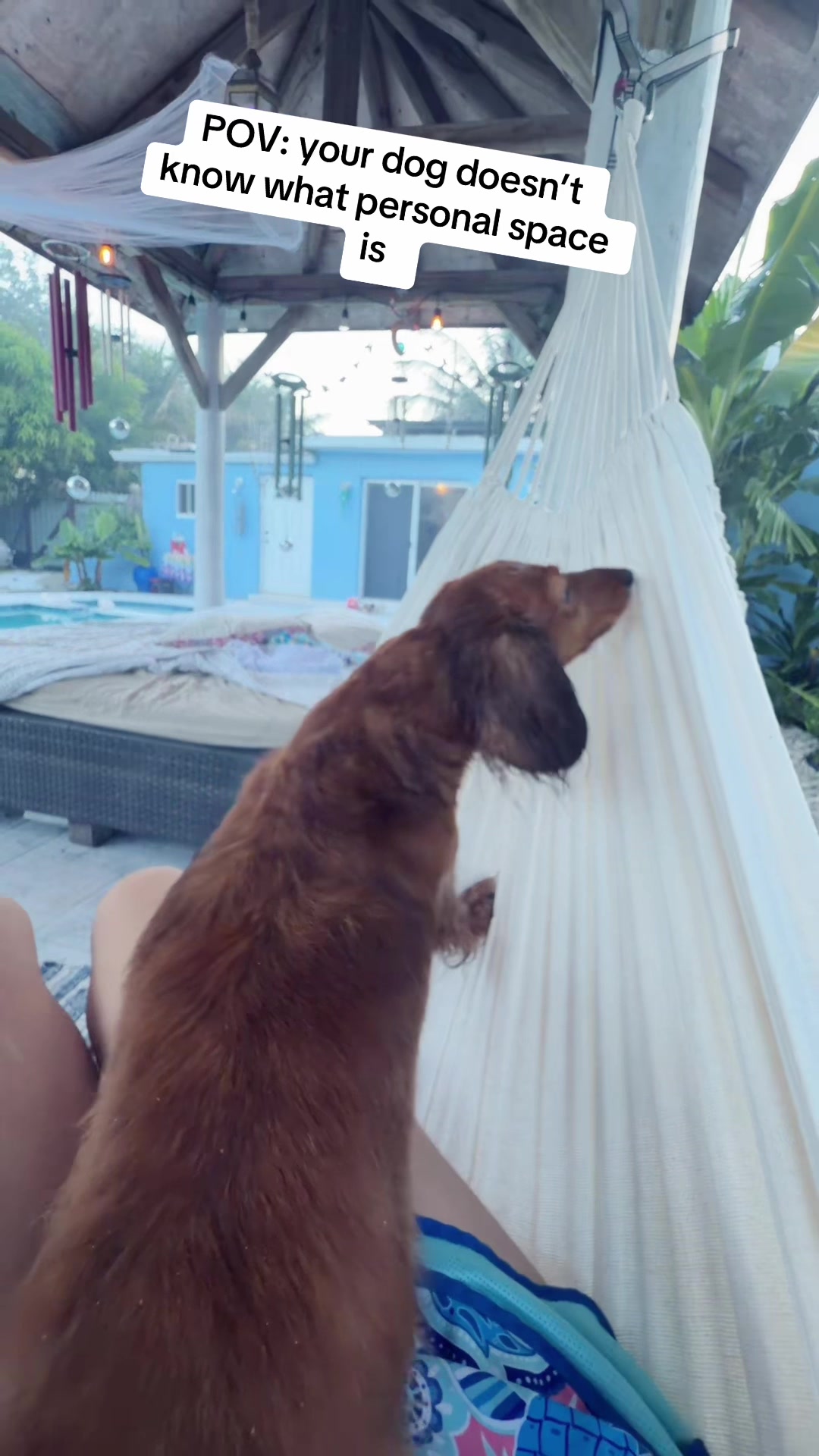 @MyDitzyDoxiesOfFlorida