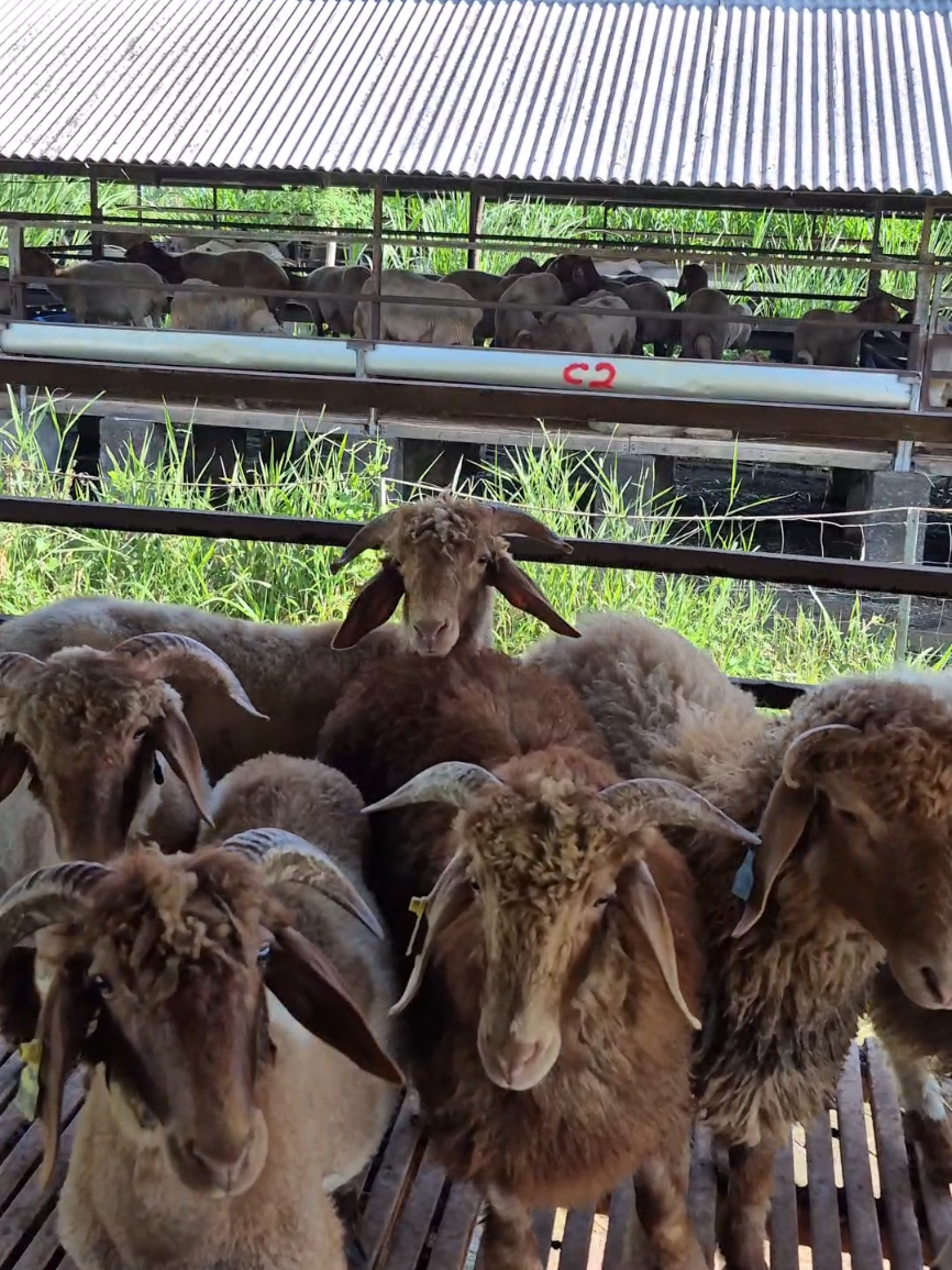 @Kambing Burja Official