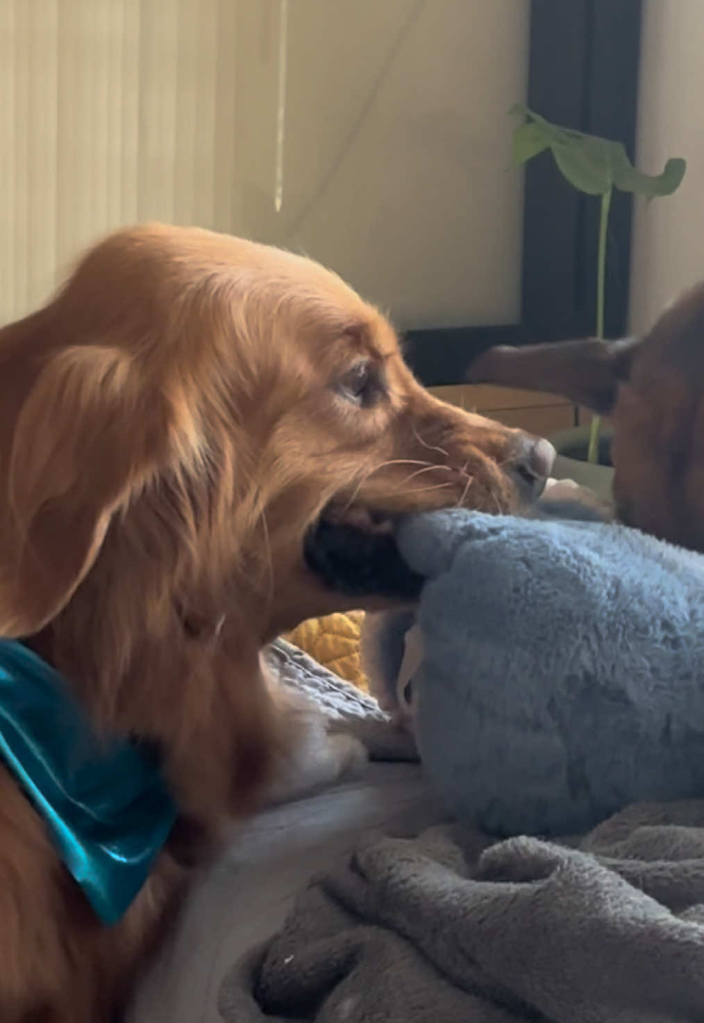 @lanutri.dogmom