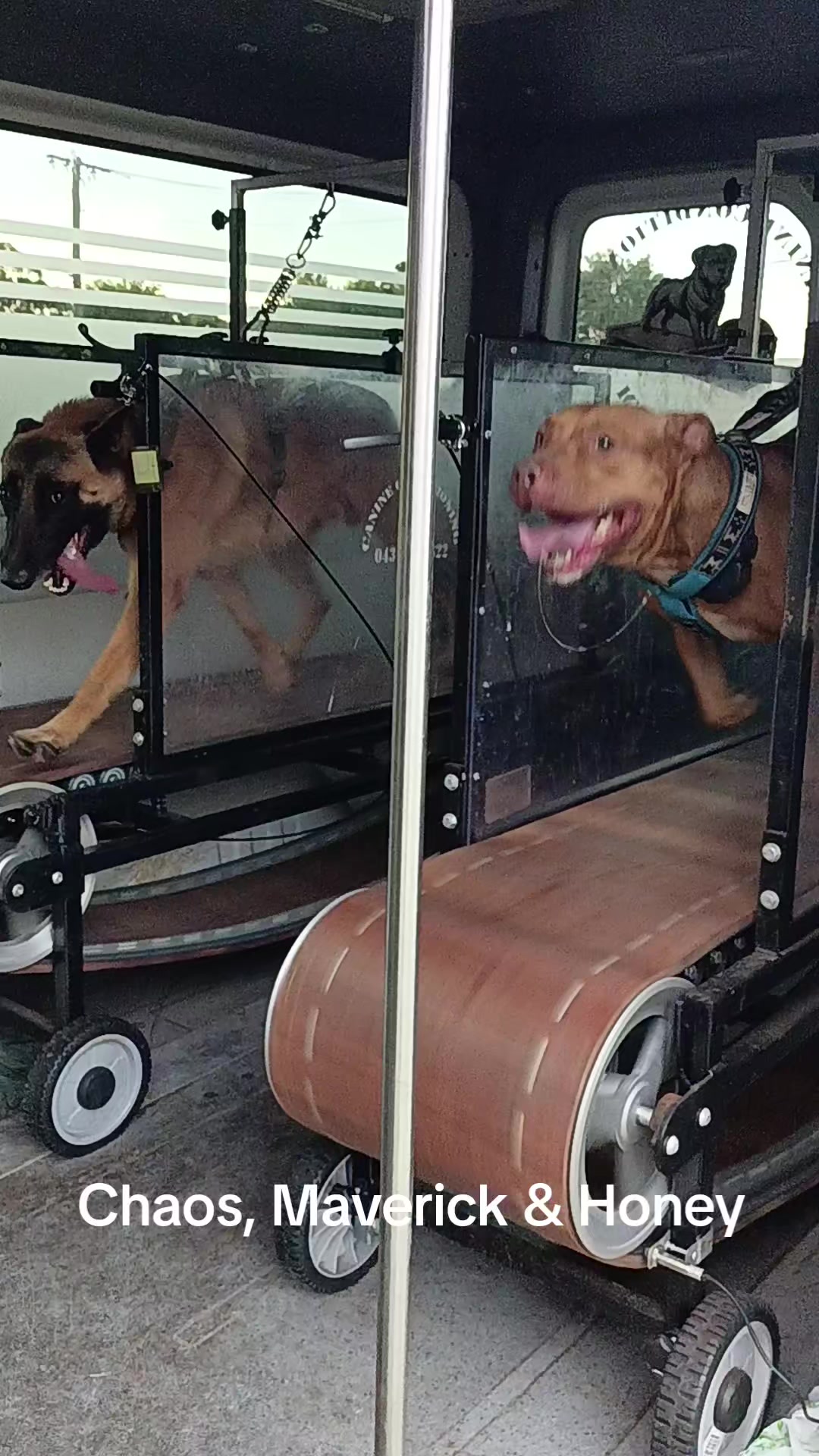 @Canine Conditioning