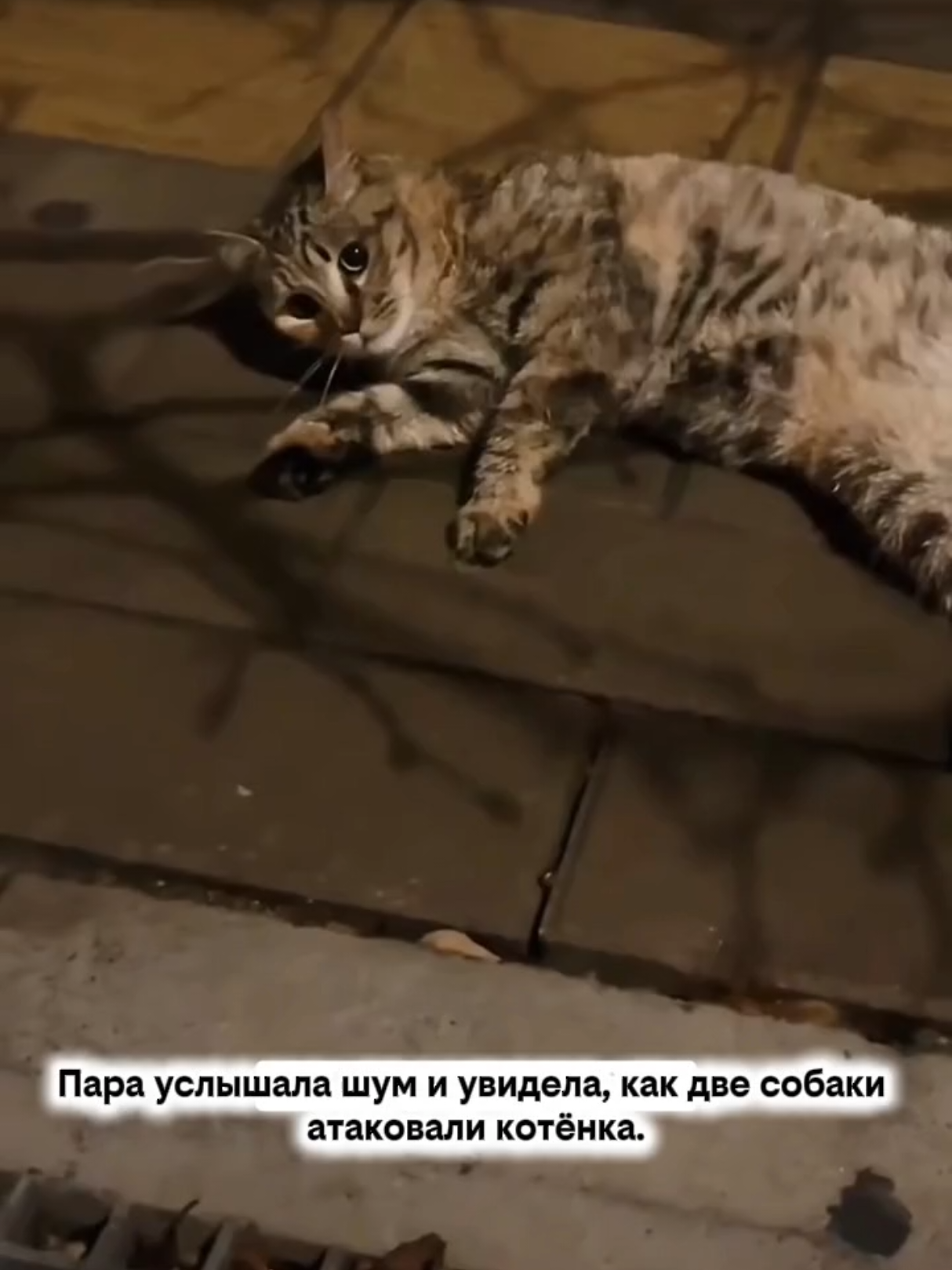 @RescueAnimals Nir