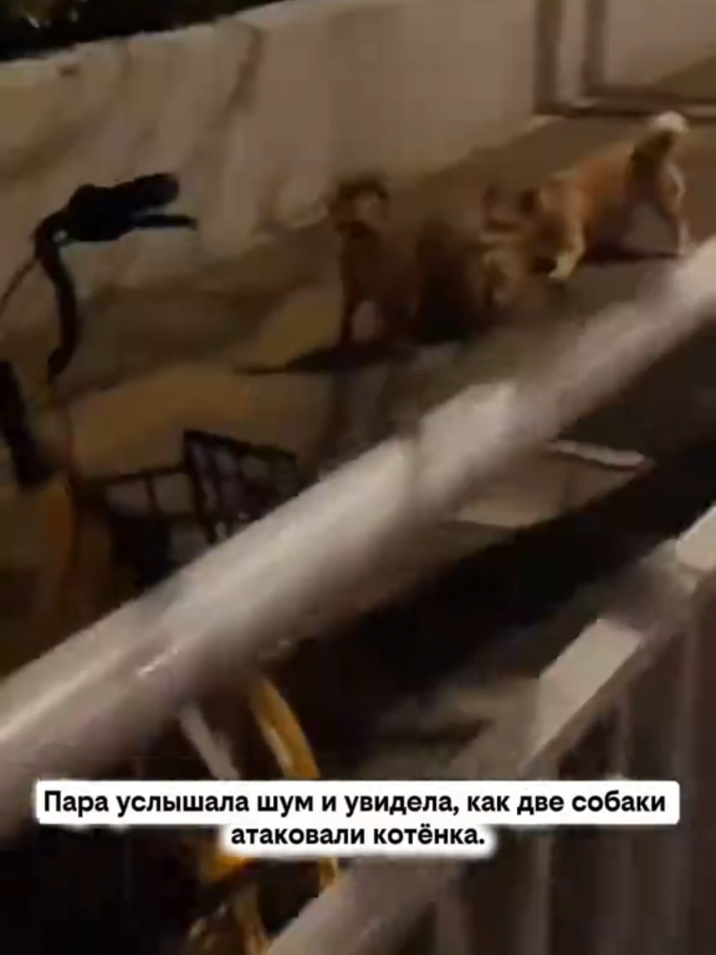 @RescueAnimals Nir