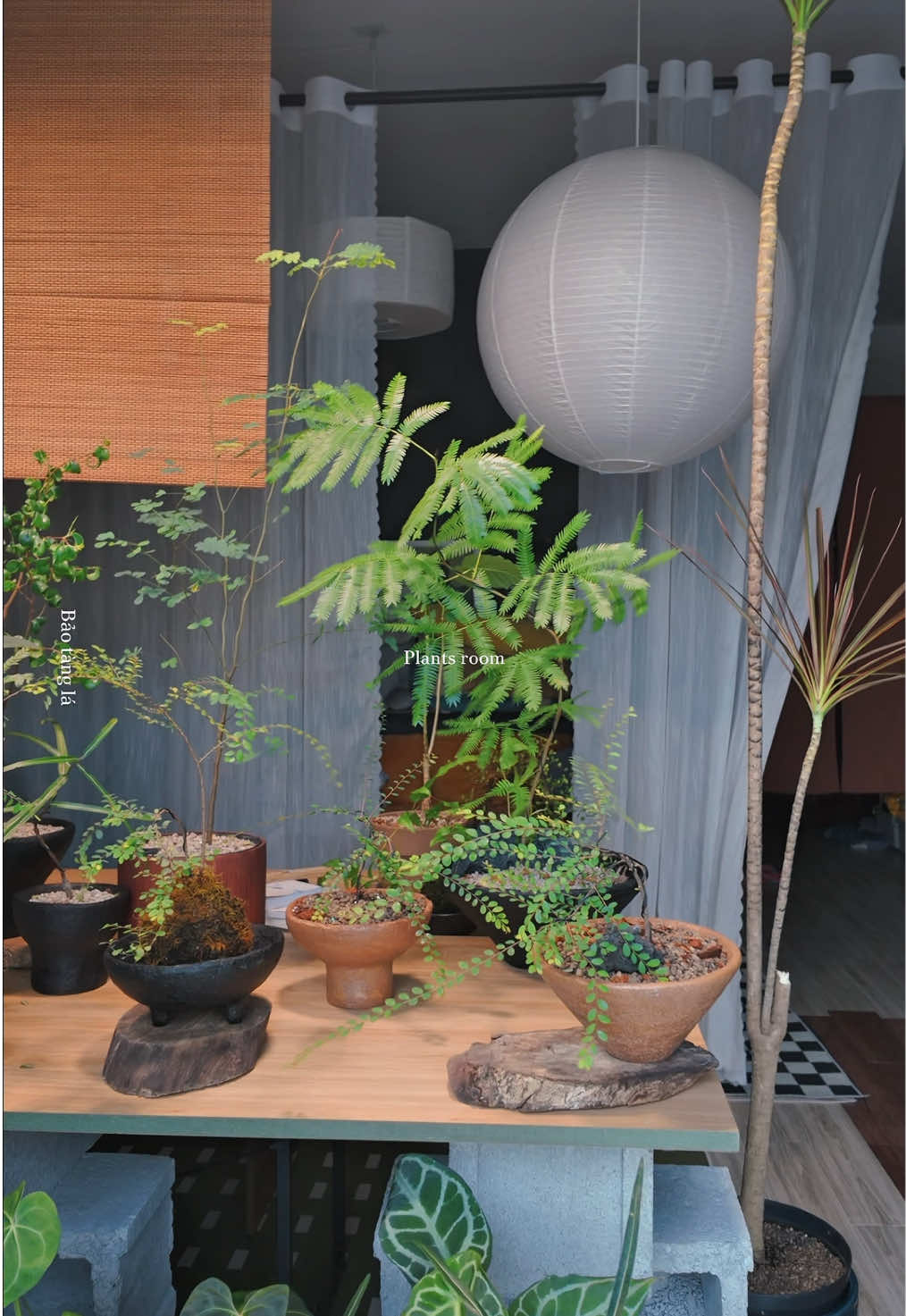 @Bảo t&agrave;ng l&aacute;