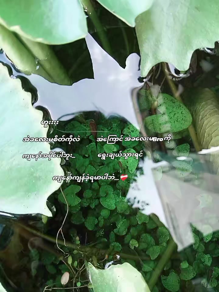 @🛑မောင်ငမဲ🛑