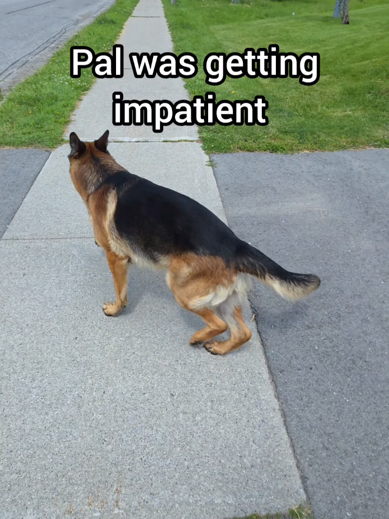 @BuddyandMikes Pal