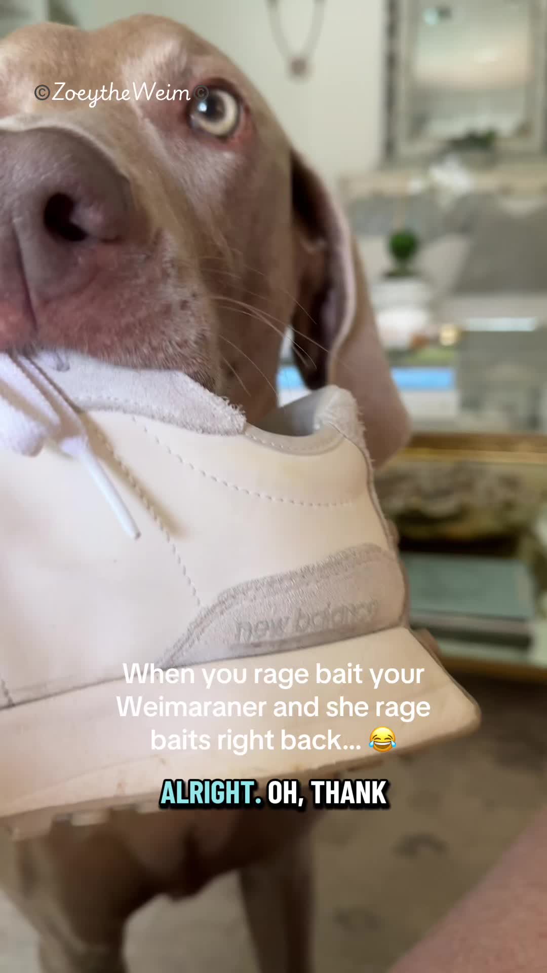 @Zoey the Weim