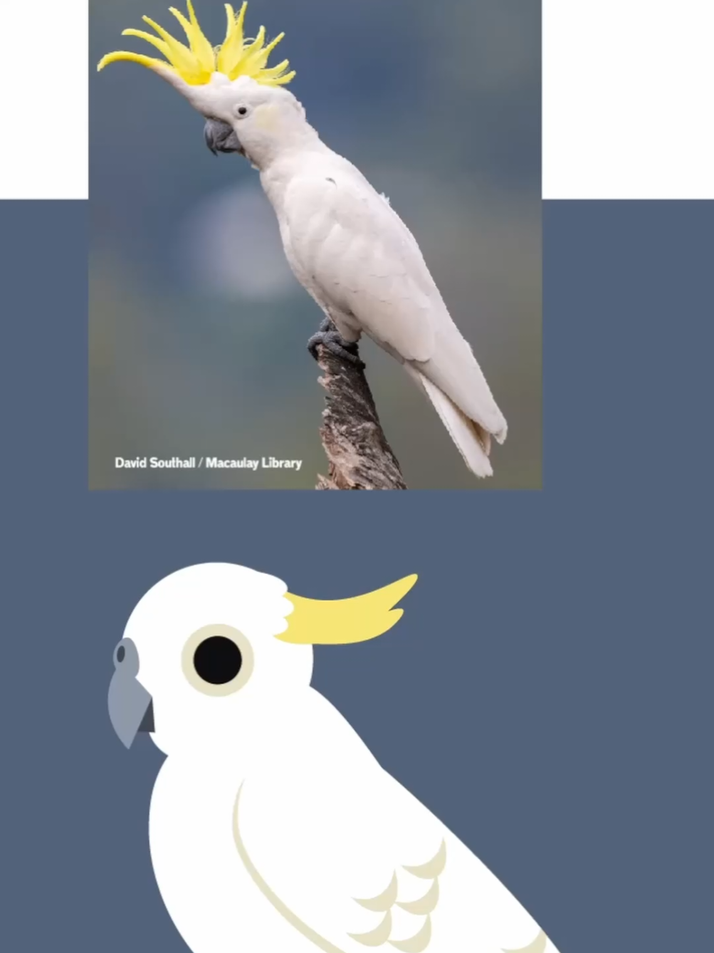 @Flock Around
