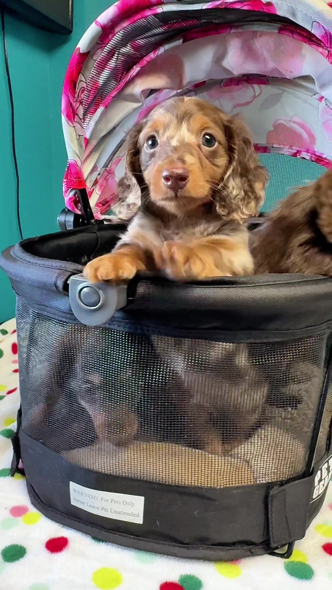 @Taylored Dachshunds