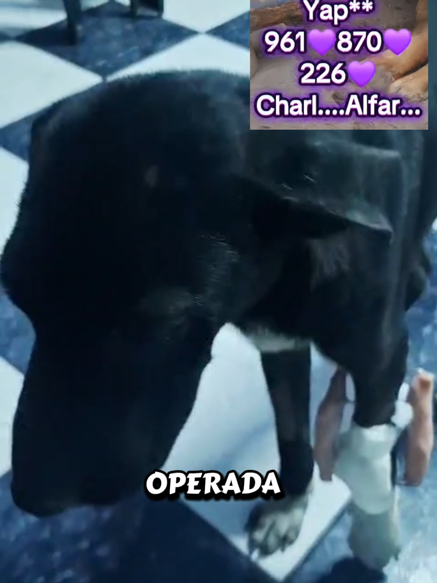 @Will AnimaLover