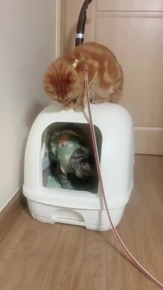 @가미가미