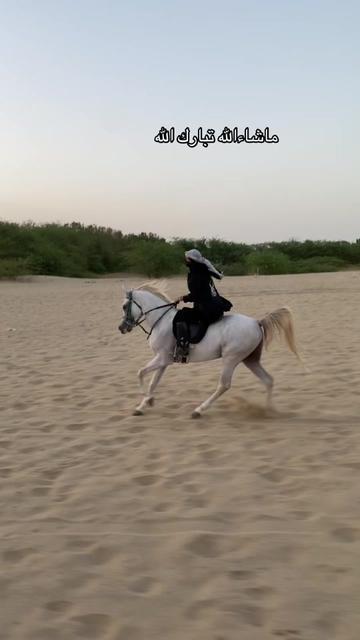 @Toly 🐎.