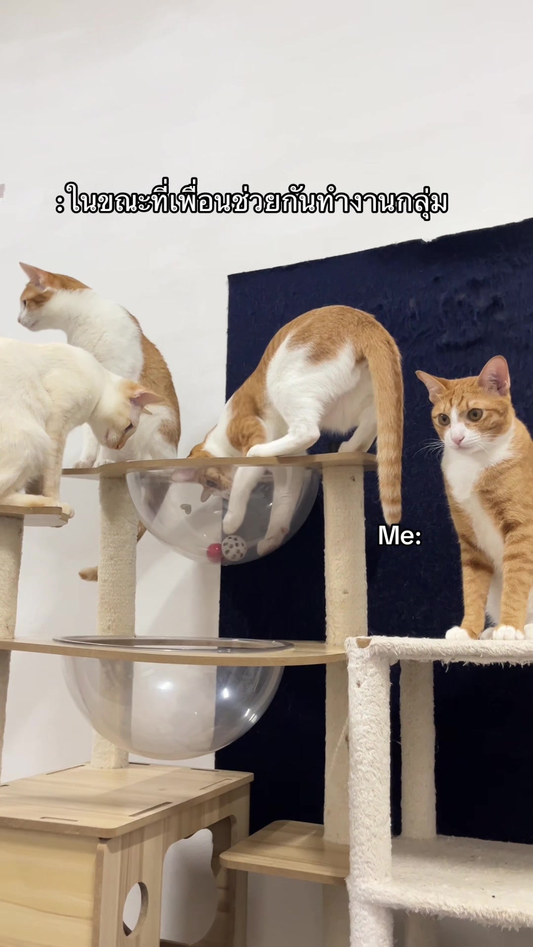 @pipotaropanda