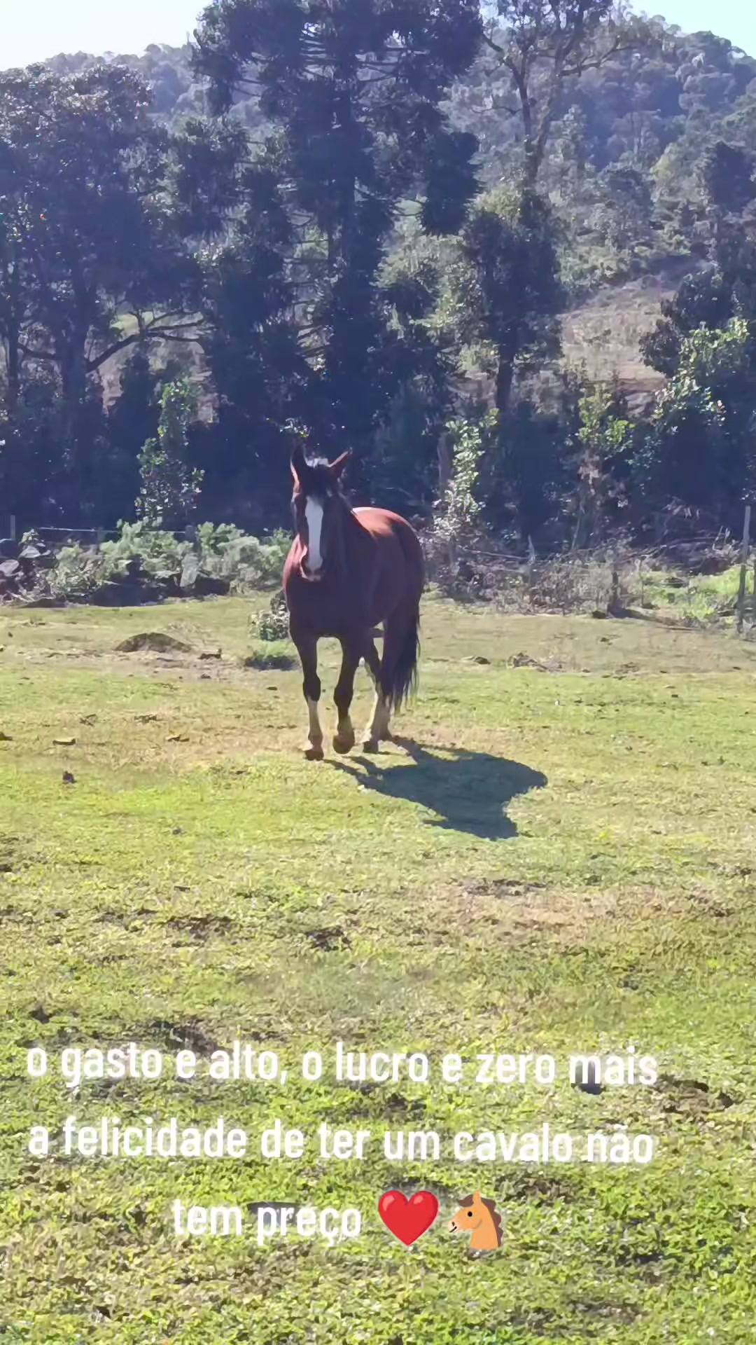 @BOIADEIRA 🐎➰🐄