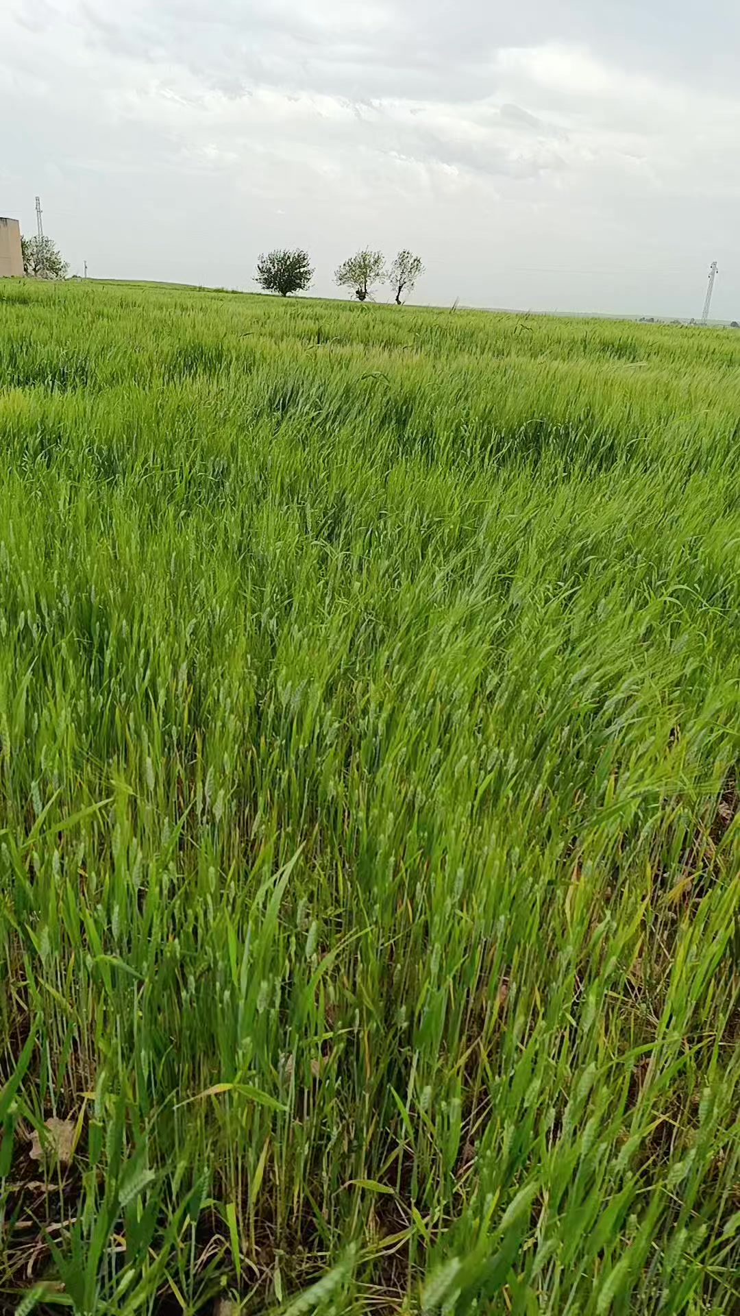 @Emrullah M&uuml;jdeci63☝️☝️