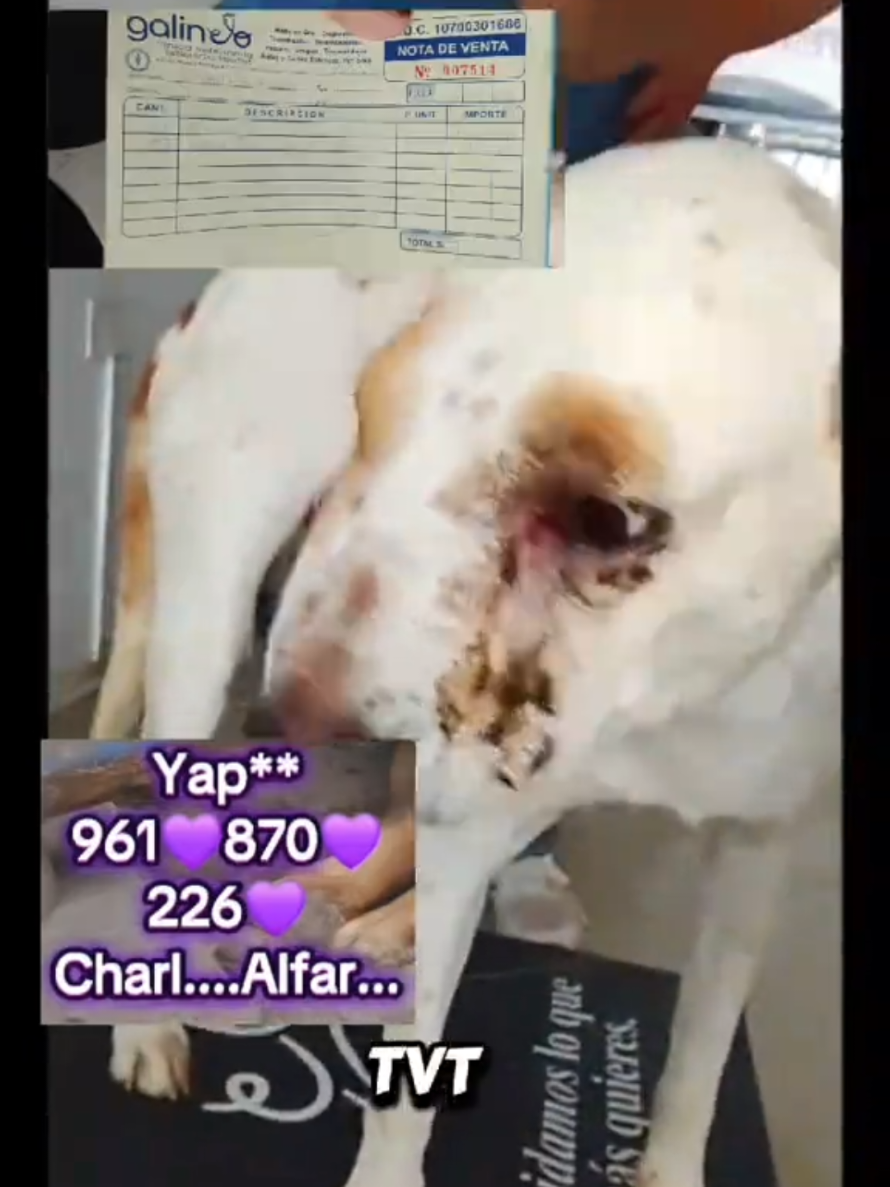 @Will AnimaLover