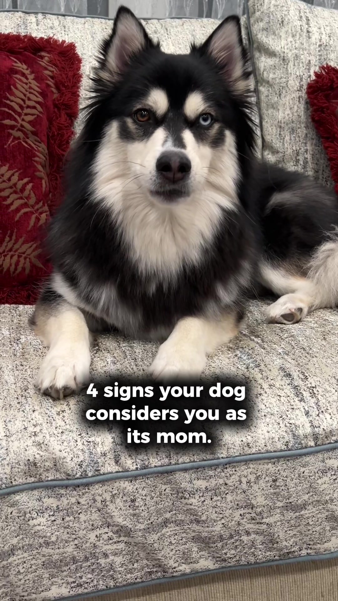 @Zeus the Pomsky🐾