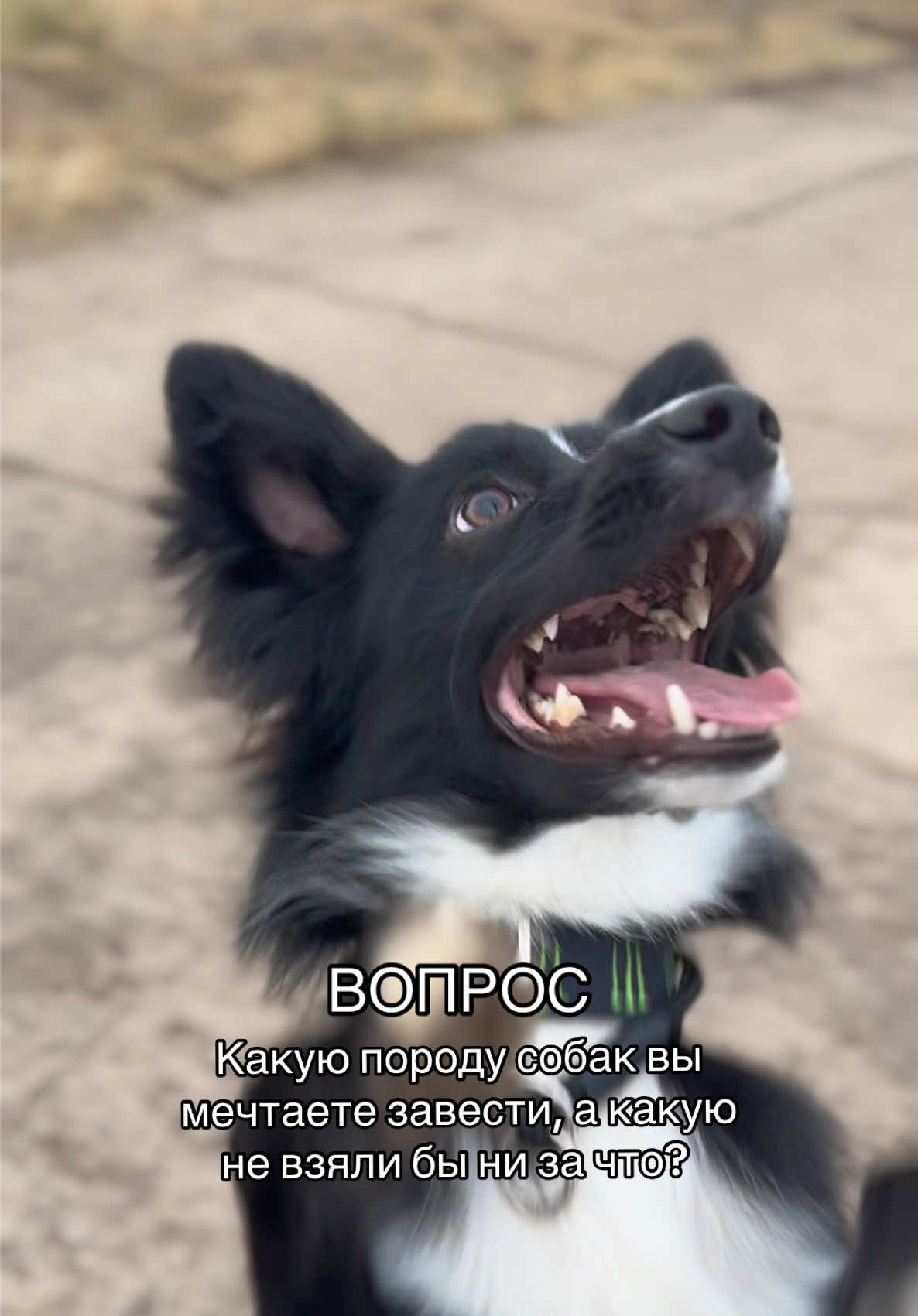 @𝗞𝗮𝗶🐊