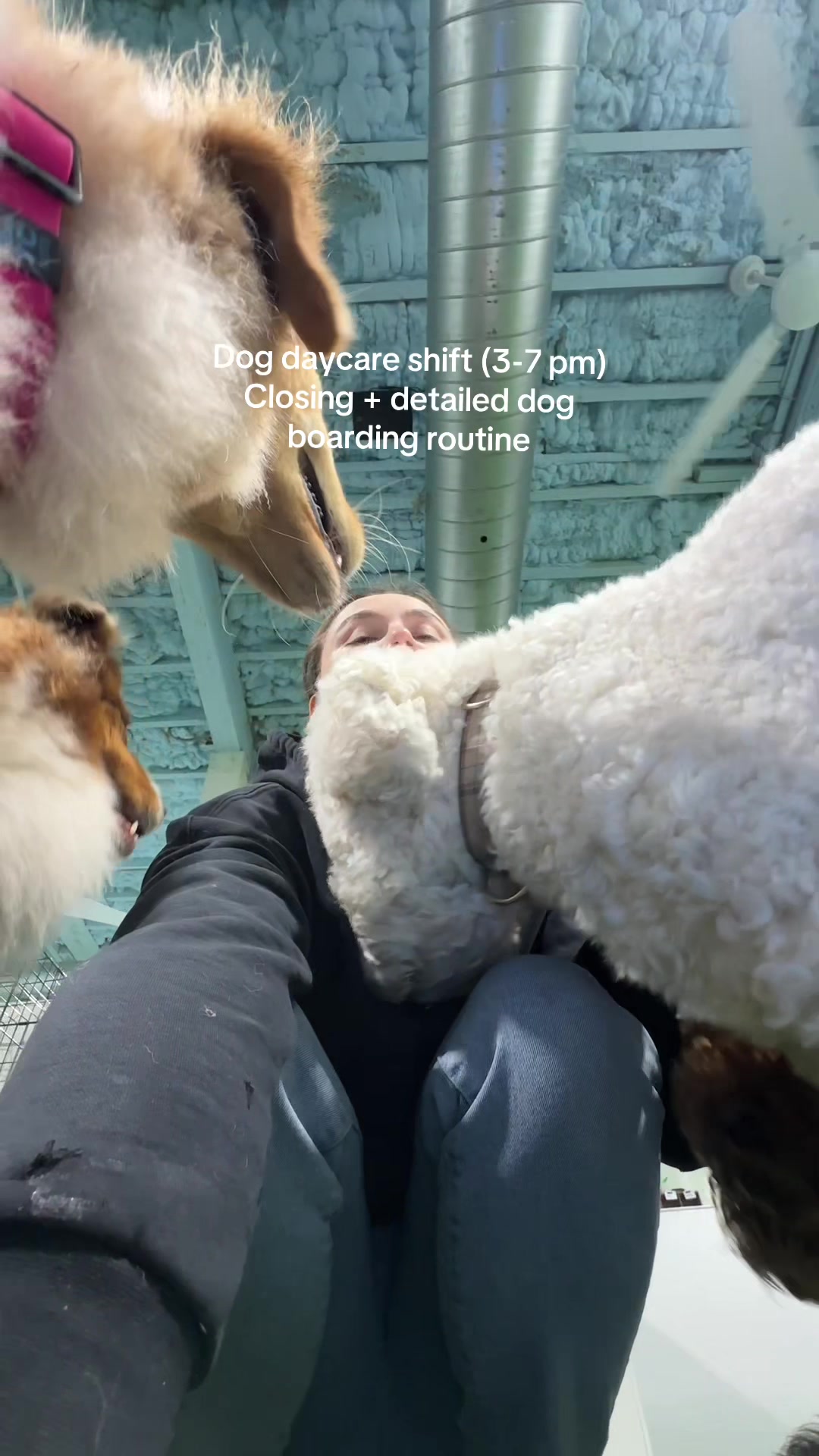 @Camp Canine Toronto