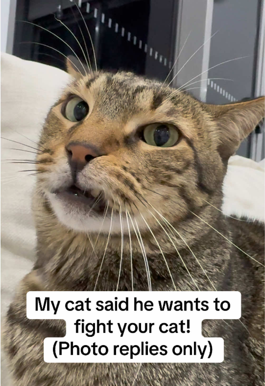 @Cat Tigrous