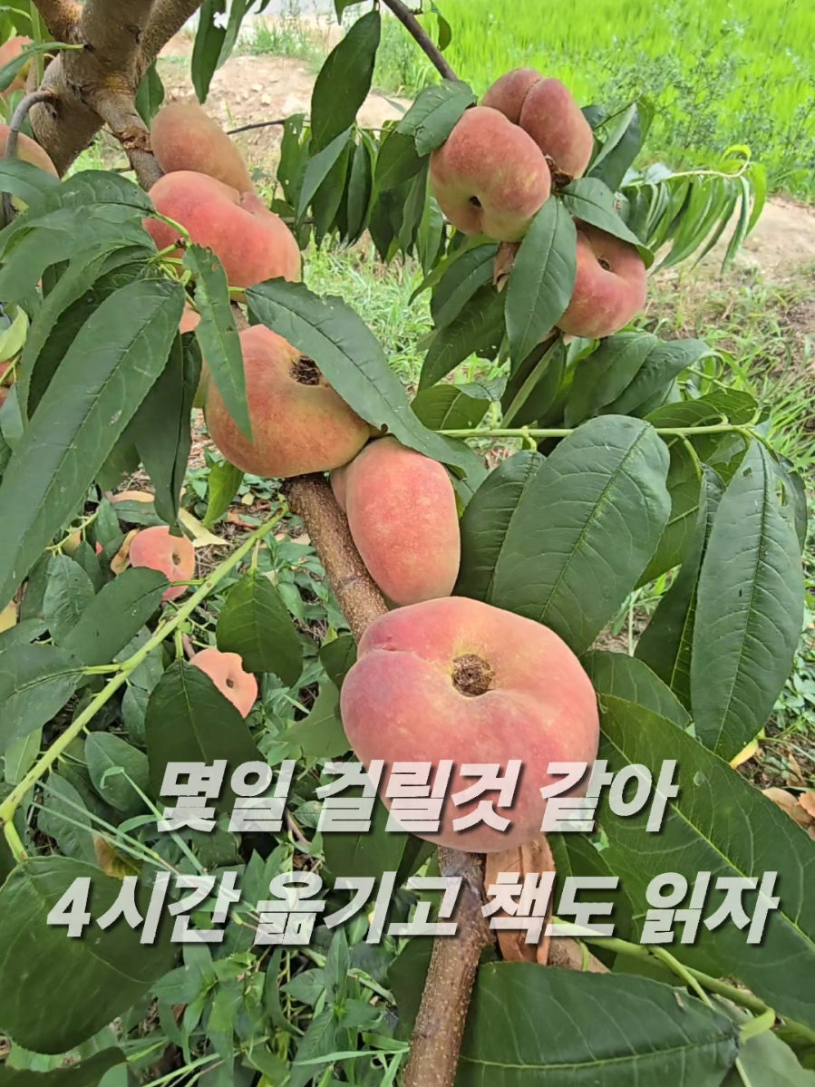 @유튜브 윤파머 납작복숭아
