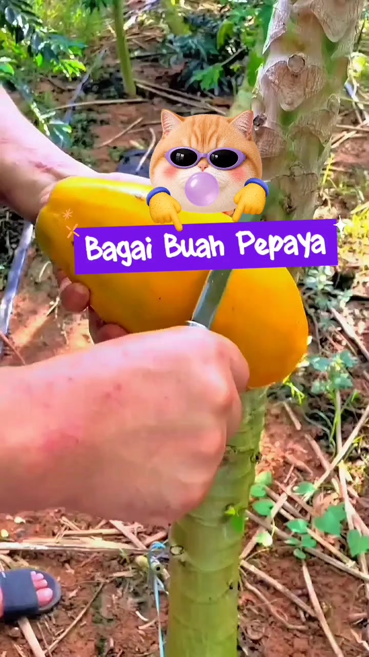 @ANGELSTEVI