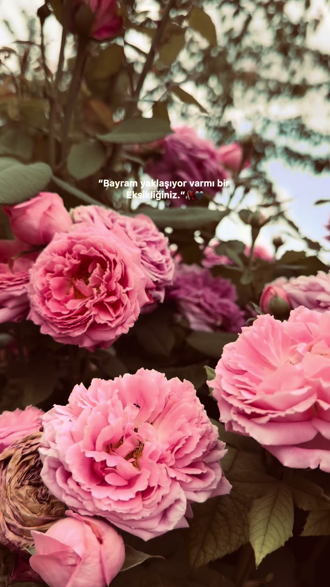 @𝐒𝐀𝐌𝐄𝐓 𝐁𝐄𝐘