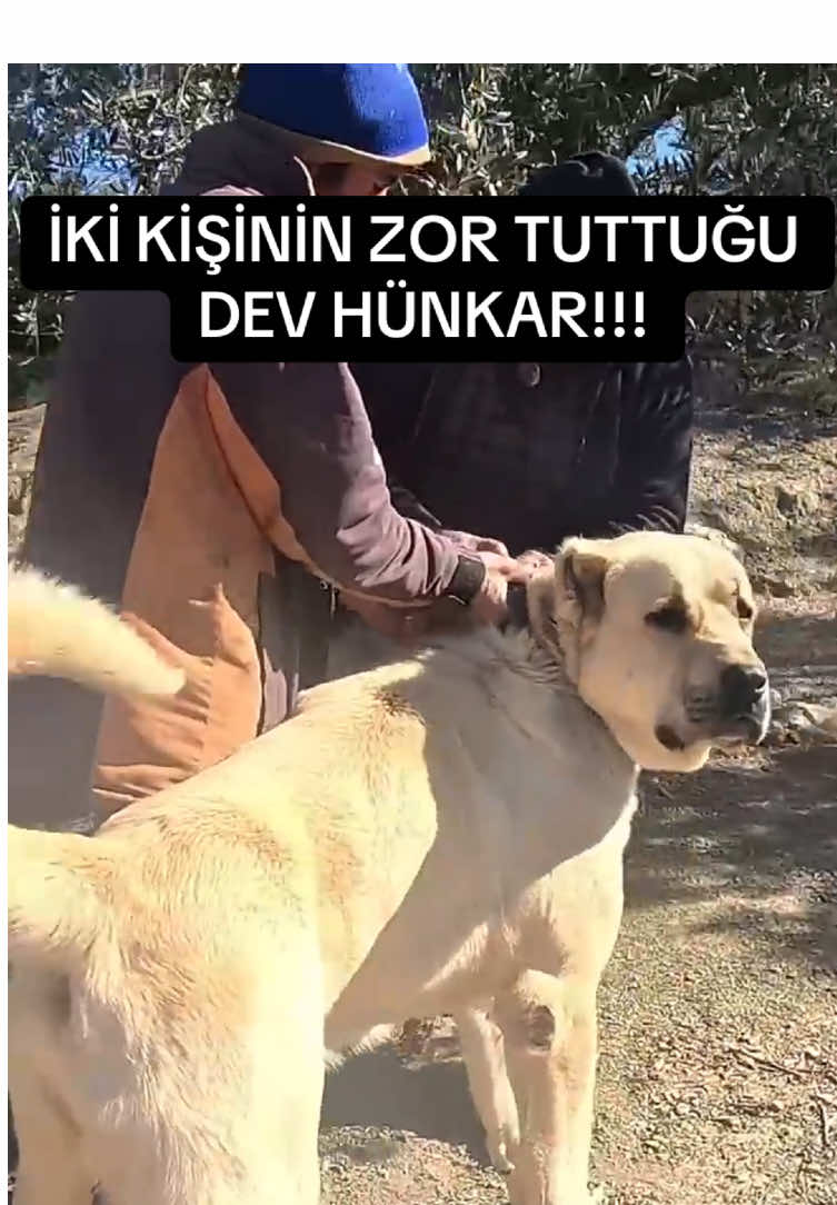 @ANADOLU ASLANLARI🐶🇹🇷