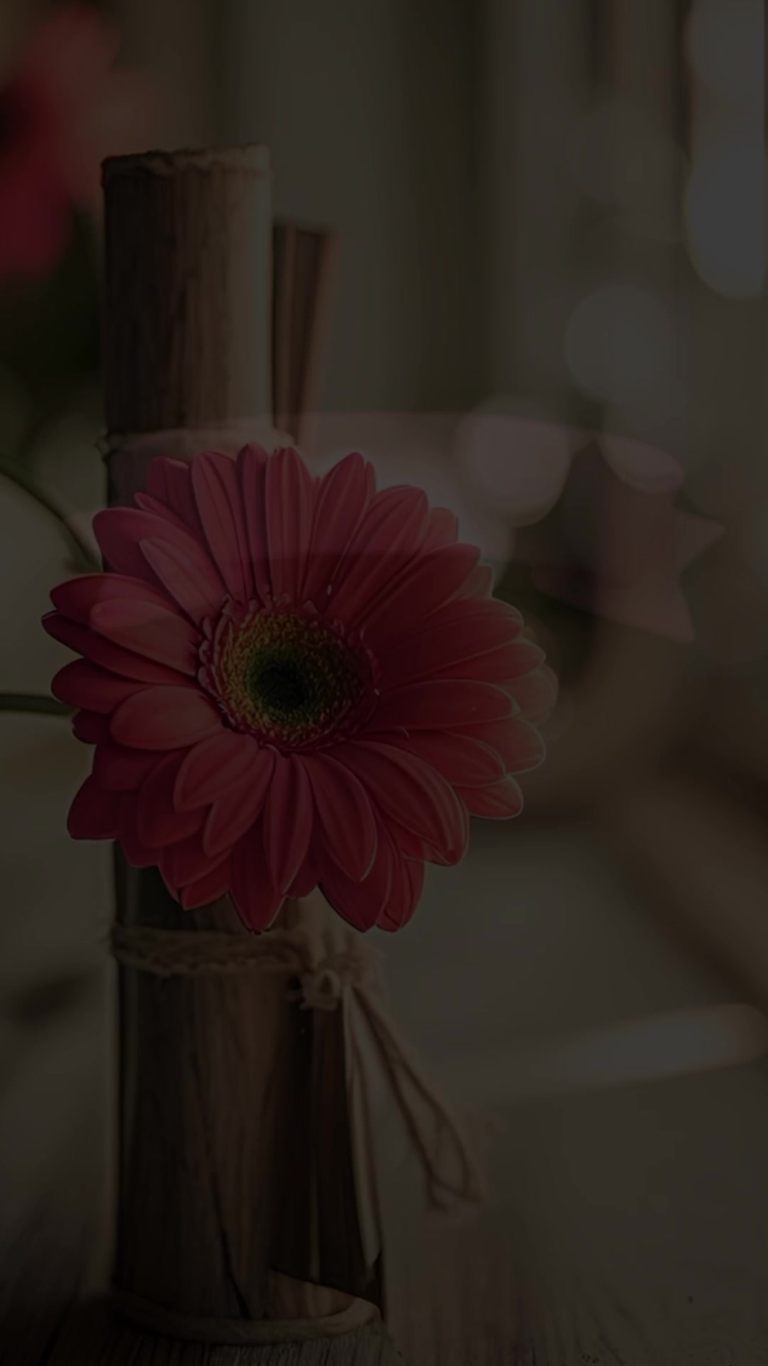 @Krolv 🌻❤️🌻