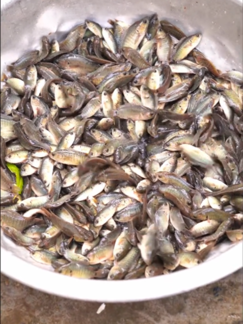 @Trại Cá Giống Quang Lâm