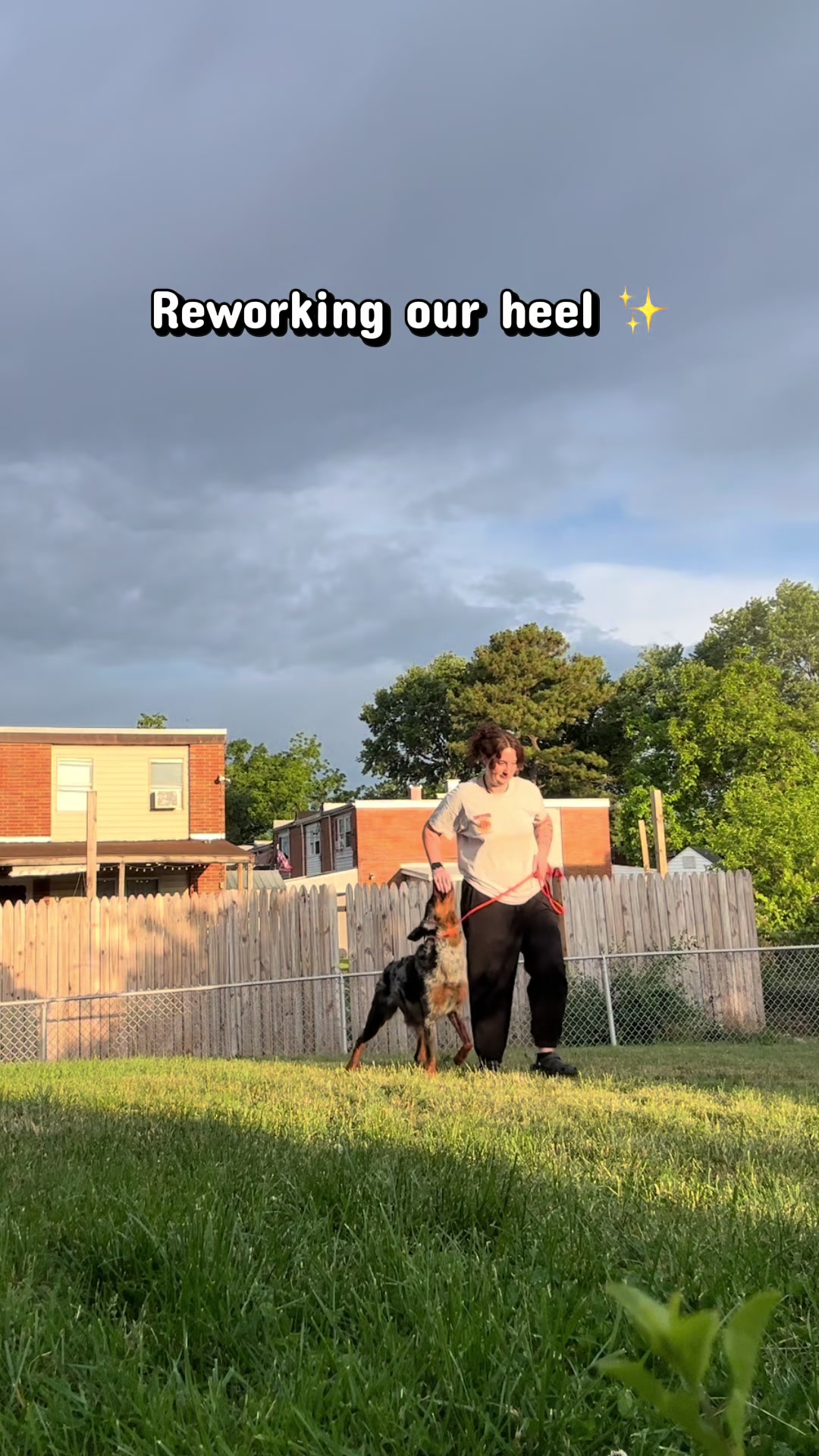 @valkyrie.the.beauceron