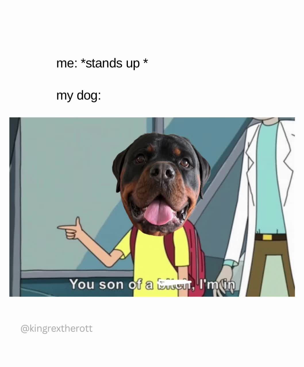 @Rex the Rottweiler