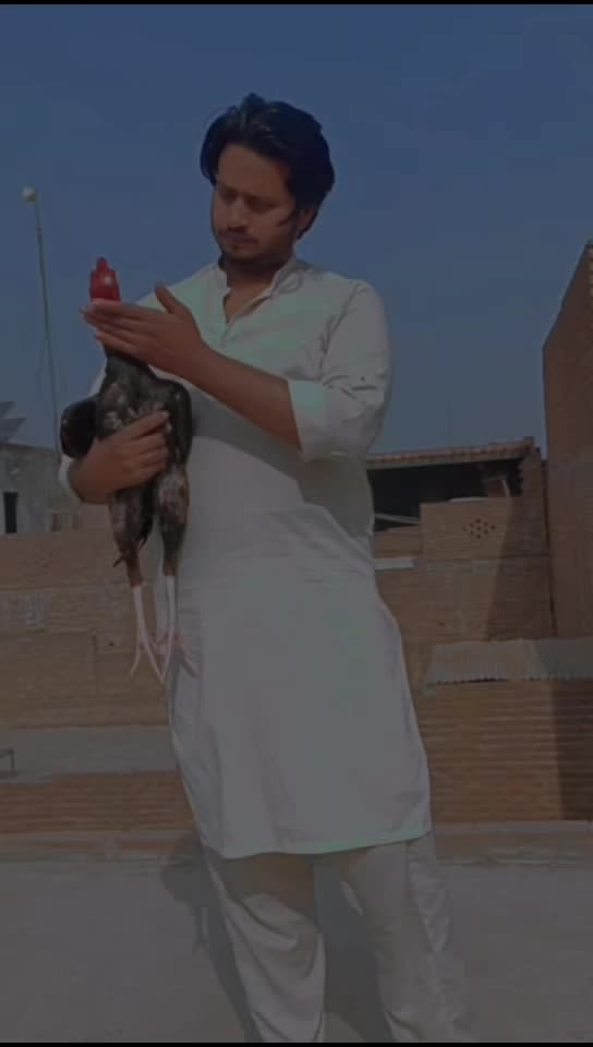 @Royal birds