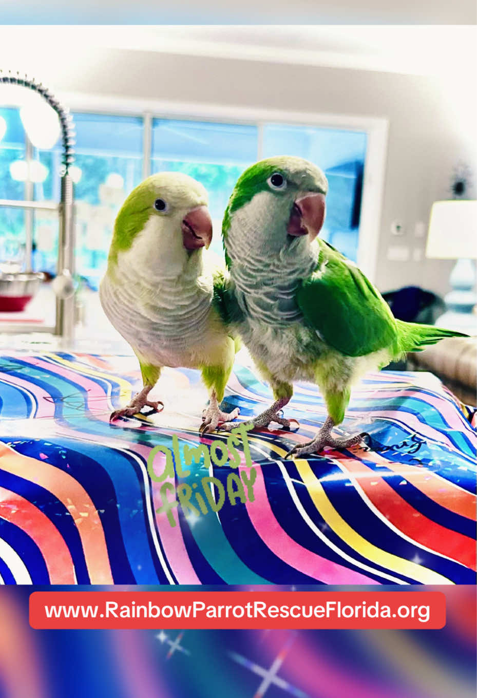 @RainbowParrotRescueFlorida