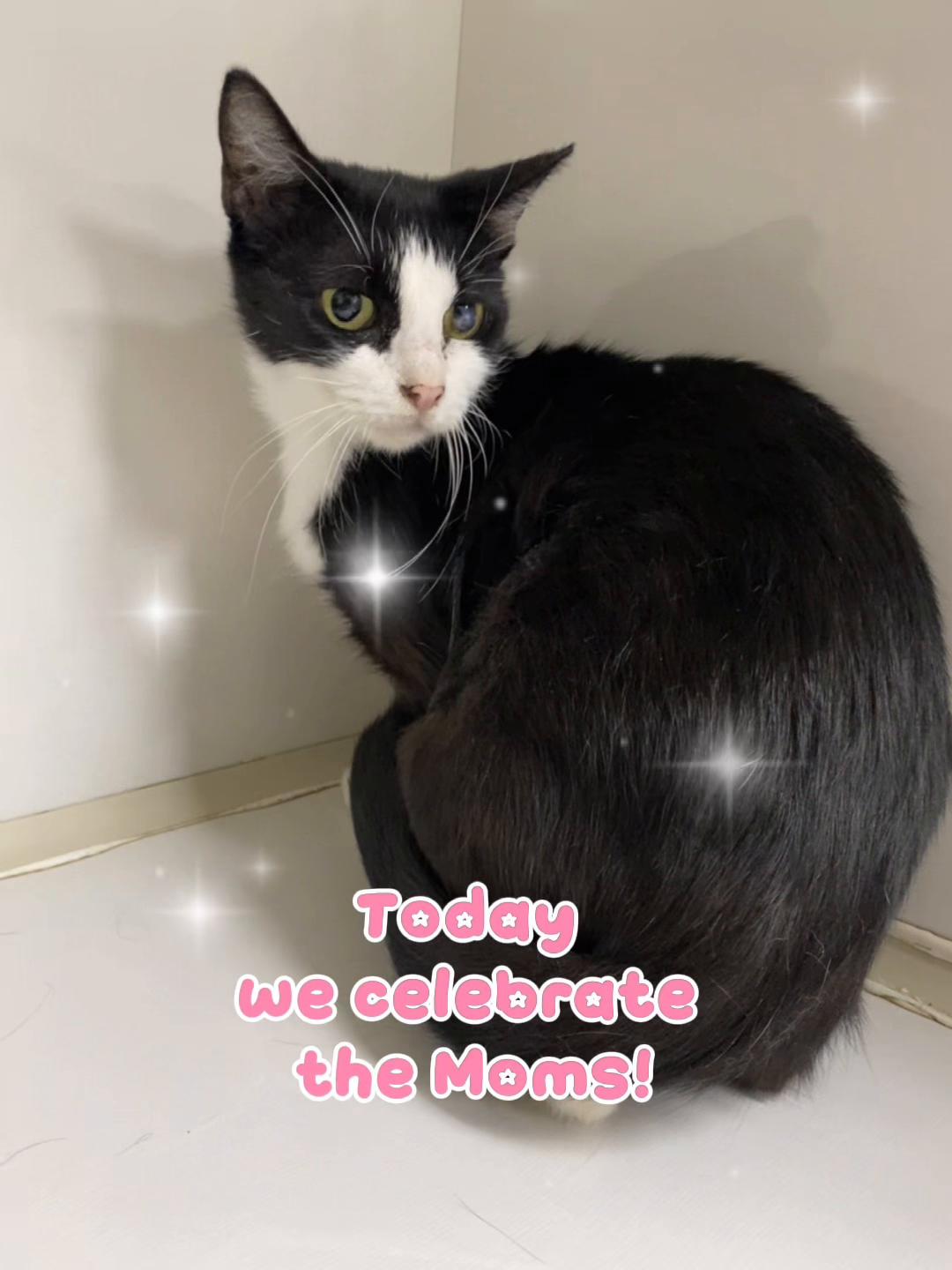 @The Cattery