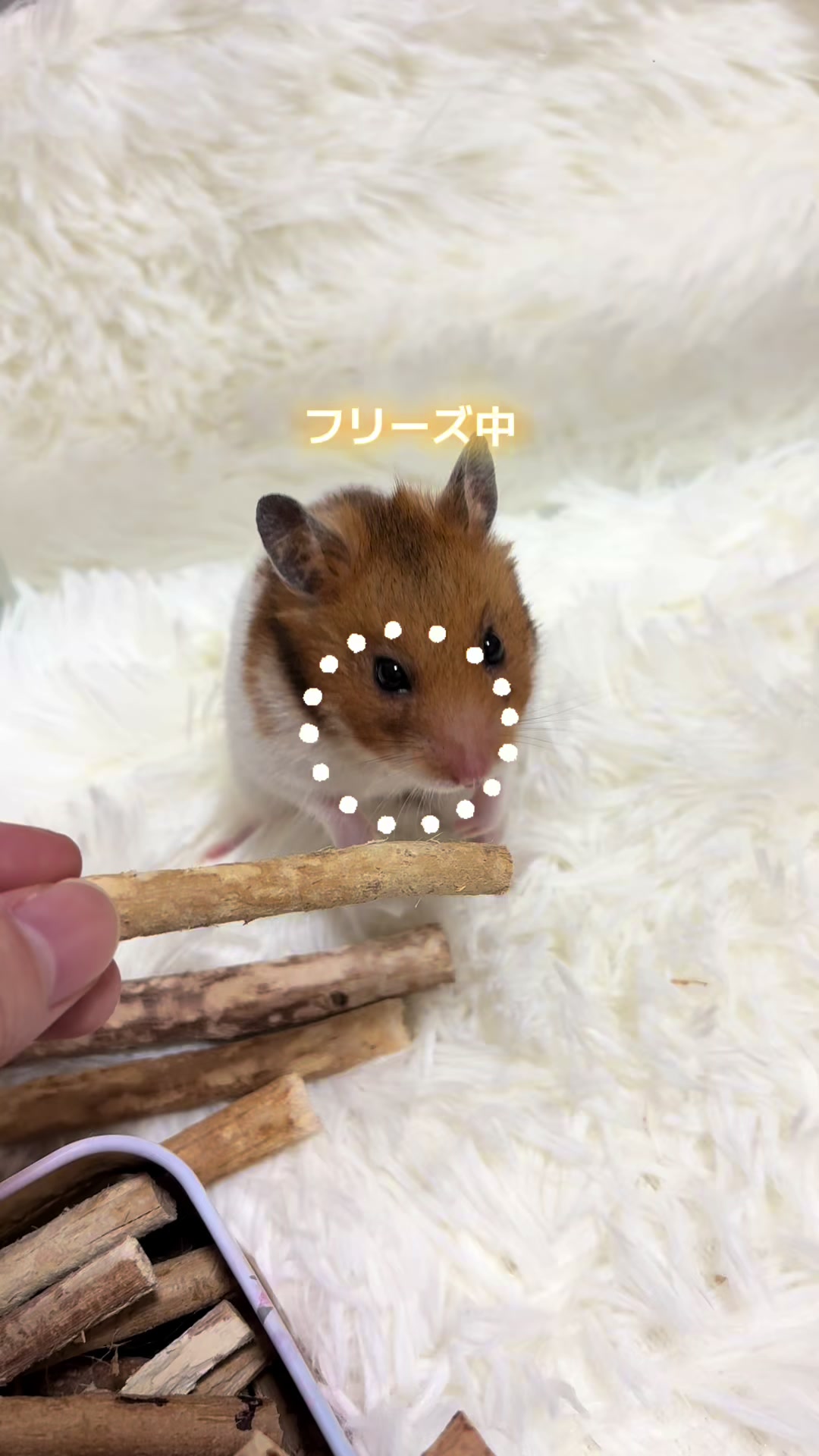 @ハム太は女の子🐹