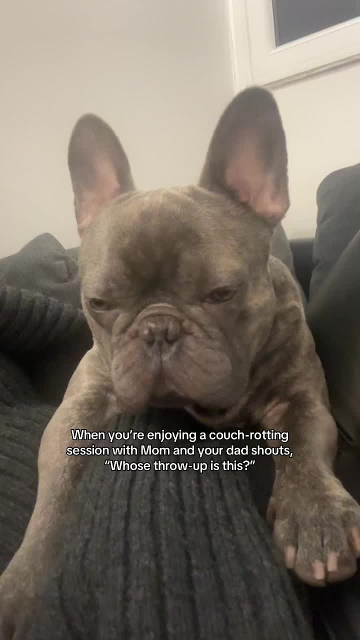 @Bose the frenchie